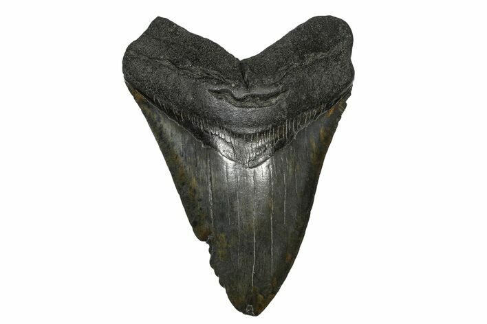 Fossil Megalodon Tooth - South Carolina #169212